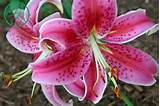 Pictures of Pink Tiger Lily Flower