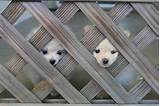 Puppy Containment Fence