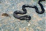 Images of Garden Snake Pa