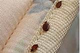 How To Get Rid Of Bed Bugs Couch Pictures