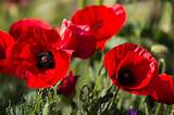 Images of Veterans Poppy Flower