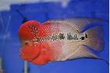 Pictures of Flower Horn Fish