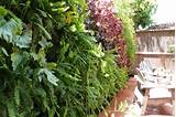 Pictures of Best Plants For Full Sun Vertical Garden