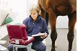 Images of Equine Veterinary Technician Salary