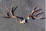 Pictures of Mounting Antlers With Skull Plate