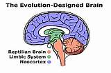 Images of Theory Of Evolution Of The Human Brain