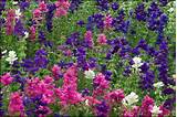 Images of Pictures Of Salvia Flowers