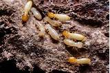 Images of California Termite Fumigation