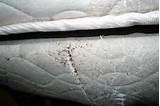 Buying A Used Mattress Bed Bugs