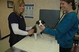Veterinary Eye Clinic Pictures
