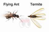 Flying Termite Vs Flying Ant Pictures