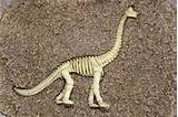 Diy Dinosaur Fossil Images