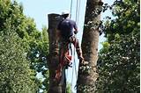Photos of Tree Service Newberg Oregon