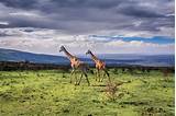 Serengeti National Park Africa
