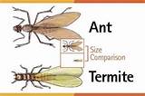 Pictures of Termite Vs Ant Size