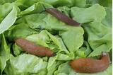 Control Slugs In Vegetable Garden Pictures