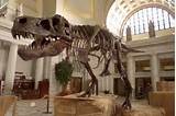 Photos of Sue Dinosaur Fossil