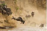 Images of Best Safari Park In Kenya