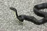 Photos of Black Rat Snake