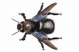 Photos of Images Of Carpenter Bees