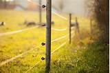 Photos of Electric Fence Animals