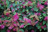 Loropetalum Chinese Fringe Flower Photos