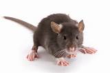 Rat Video Images