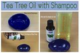 Tea Tree Oil Spray For Lice On Furniture Images