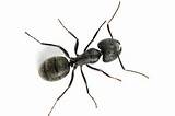 Images of How Long Do Queen Carpenter Ants Live