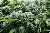 Images of Growing Marijuana For Profit