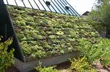 Green Roofing Plants Pictures