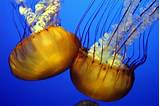 What Do Jelly Fish Eat Pictures