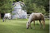 Stud Fencing For Horses Photos