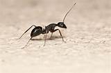 Photos of Carpenter Ants Under Shingles