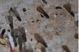Photos of White Ants Termites Difference