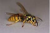 Pictures of Yellow Jacket Wasp