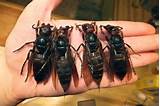 Killer Chinese Wasp Images