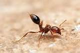 Pictures of Medina Orange Oil Fire Ants