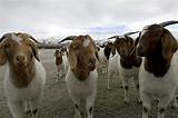 Photos of Are Goats Profitable