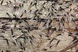 Images of Termites With Wings Swarm