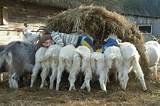 Images of Goat Farm