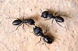 Images of Best Pesticide For Carpenter Ants