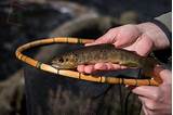 Japanese Trout Fishing Pictures