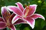 Pictures of Types Of Tiger Lily Flowers
