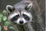 Animal Control Philadelphia Raccoons Photos