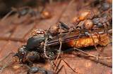 Army Ants Photos