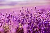 Lavender Flowering Season