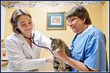 Rock Road Animal Hospital St Louis Mo Pictures