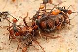 Ant Queen Size