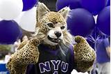 Bobcat Nyu Pictures